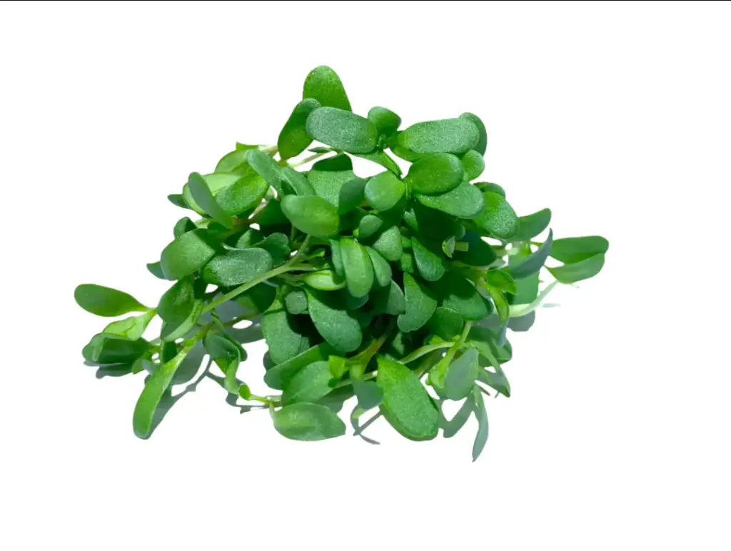 Alfalfa Microgreens