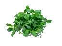 Alfalfa Microgreens