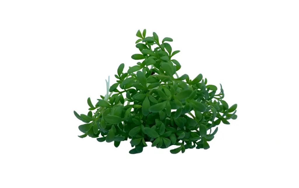Berro Microgreens