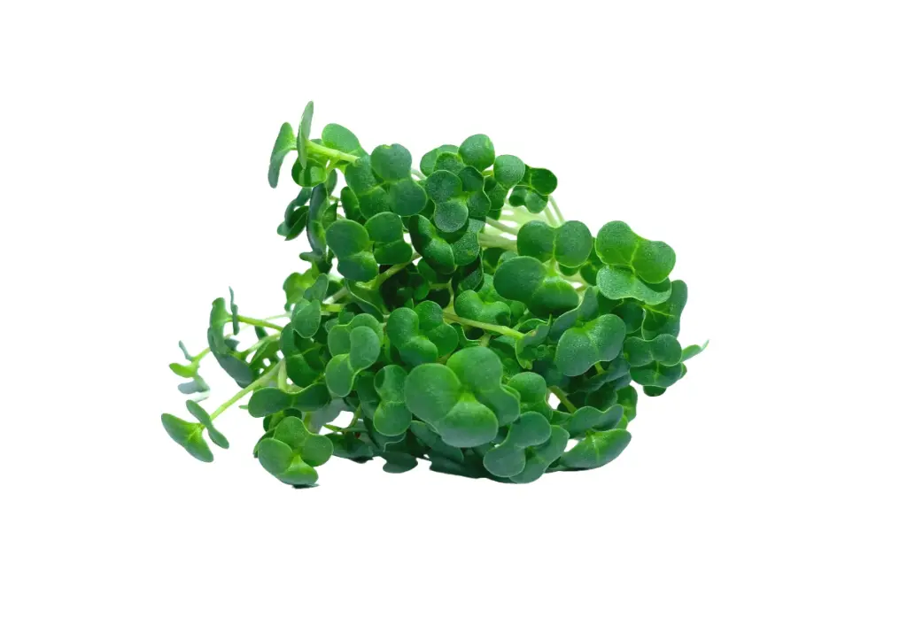 Brocoli Calabrese