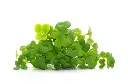 Brócoli Microgreens