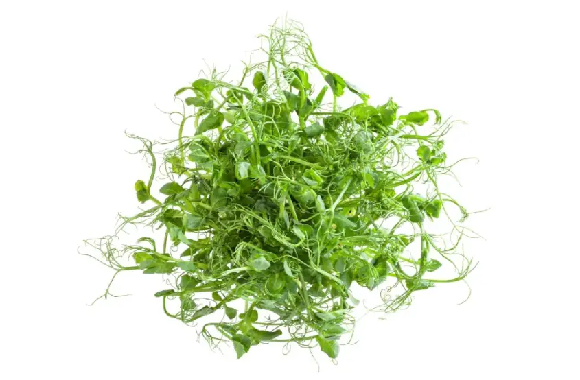 Guisantes Lentejas Microgreens